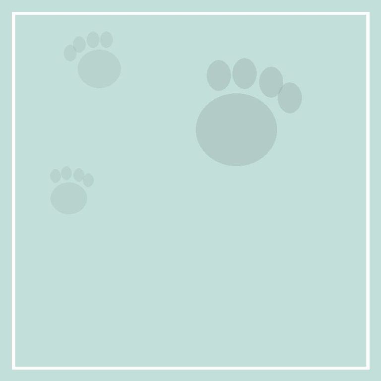 5 rainy-day games for your dog