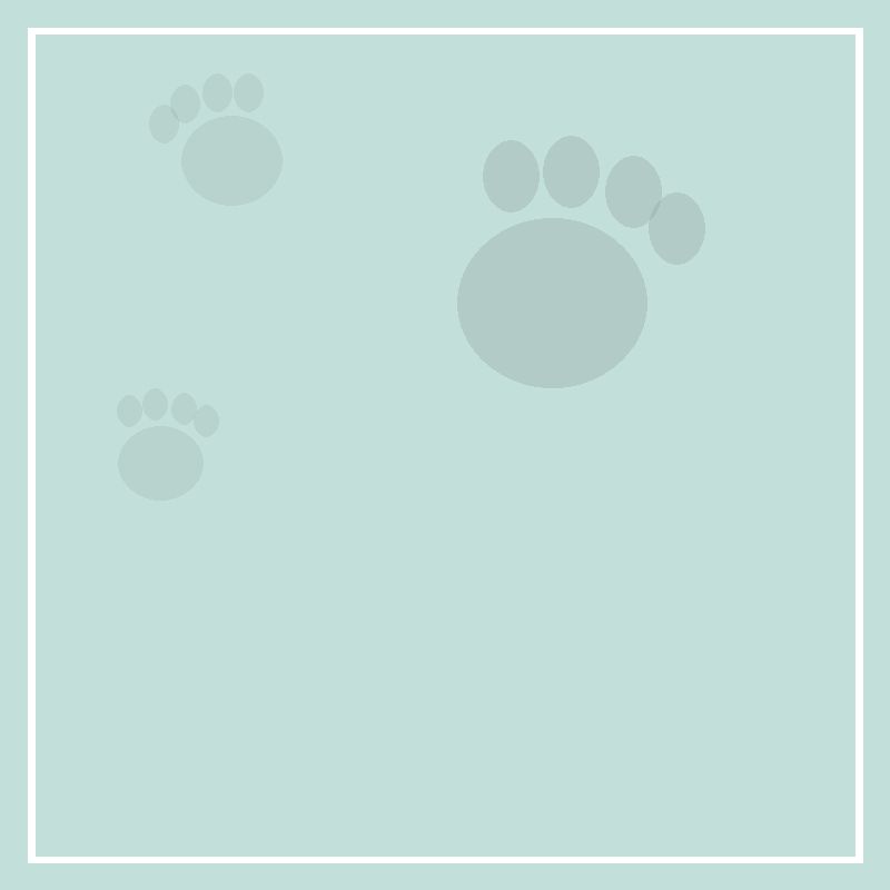 5 rainy-day games for your dog