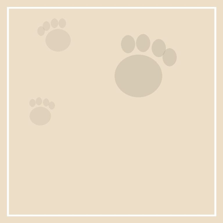 A puppy at home: what you really need