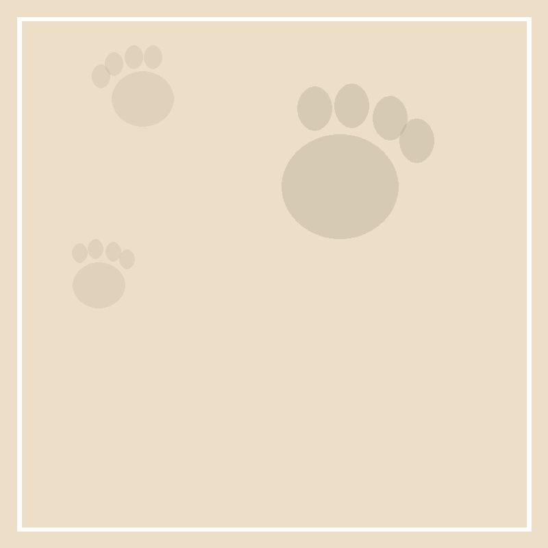 A puppy at home: what you really need