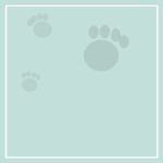 Dog clothing & raincoats